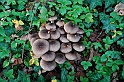 Autunno - Funghi_16